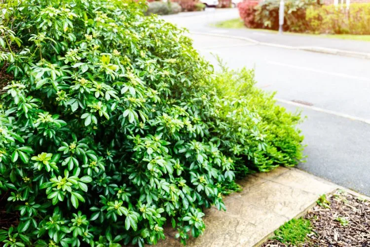 How to Remove a Large Shrub
