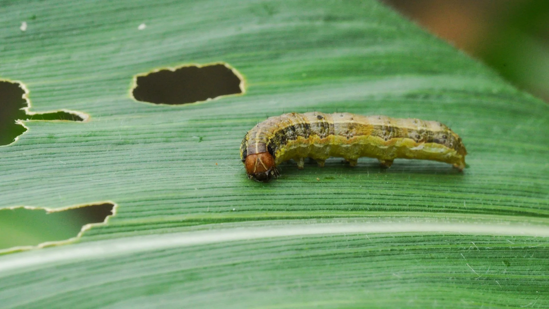 Does Your Lawn Have Armyworm Damage? Here’s How To Tell & What To Do