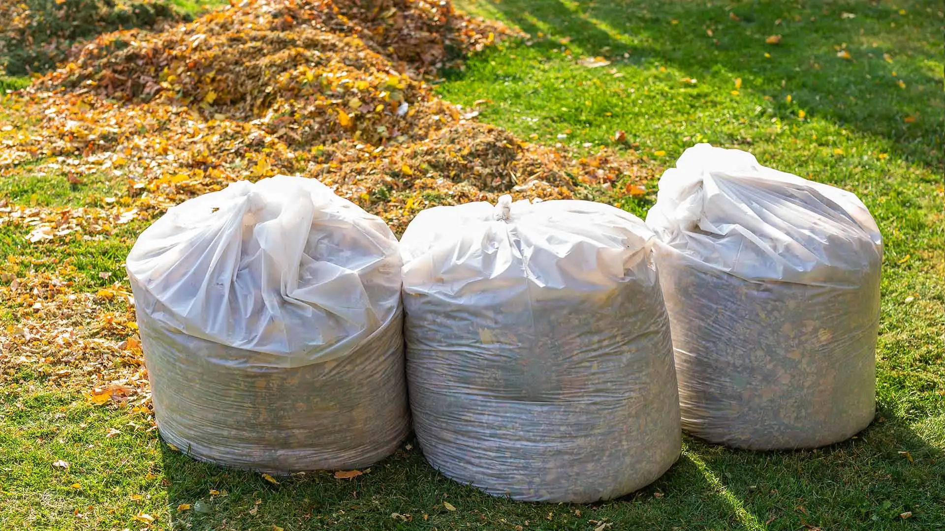 Bagged leaves for leaf removal service in Denton, TX.