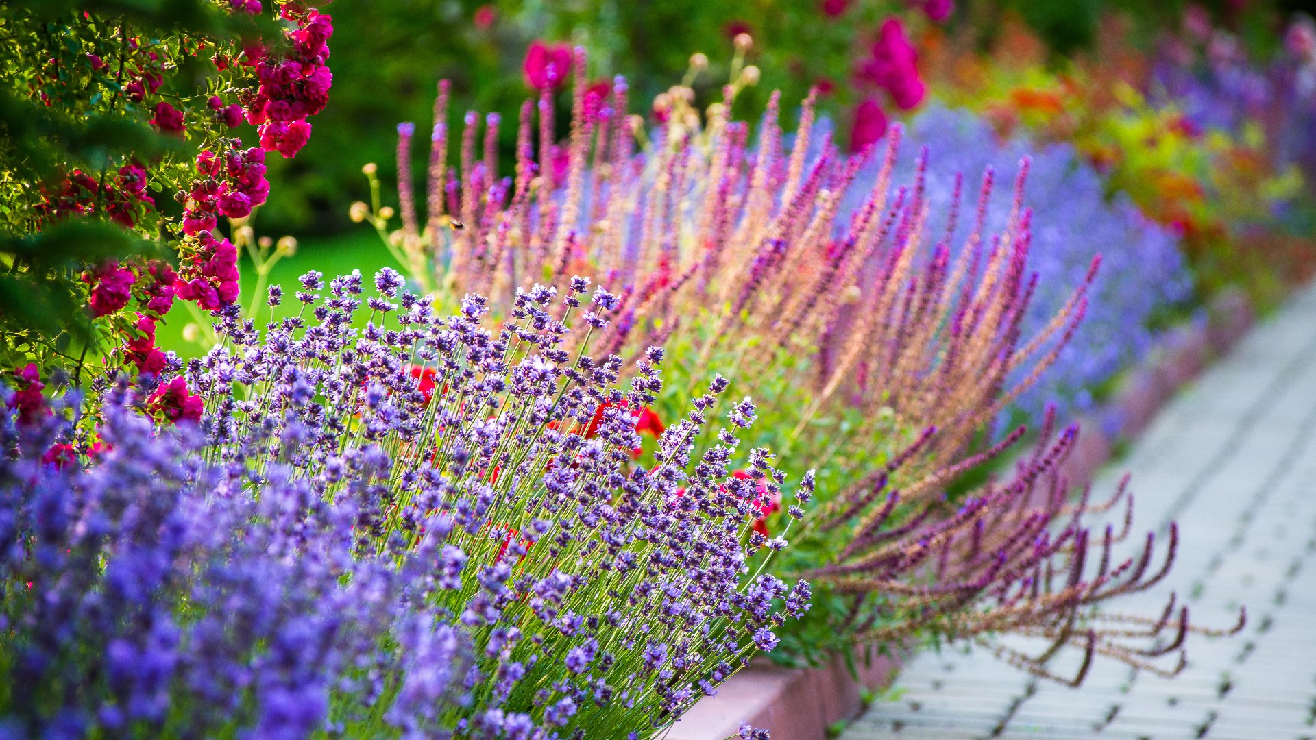 4 Eye-Catching Plants to Add to Your Landscape Beds That'll Thrive in Texas
