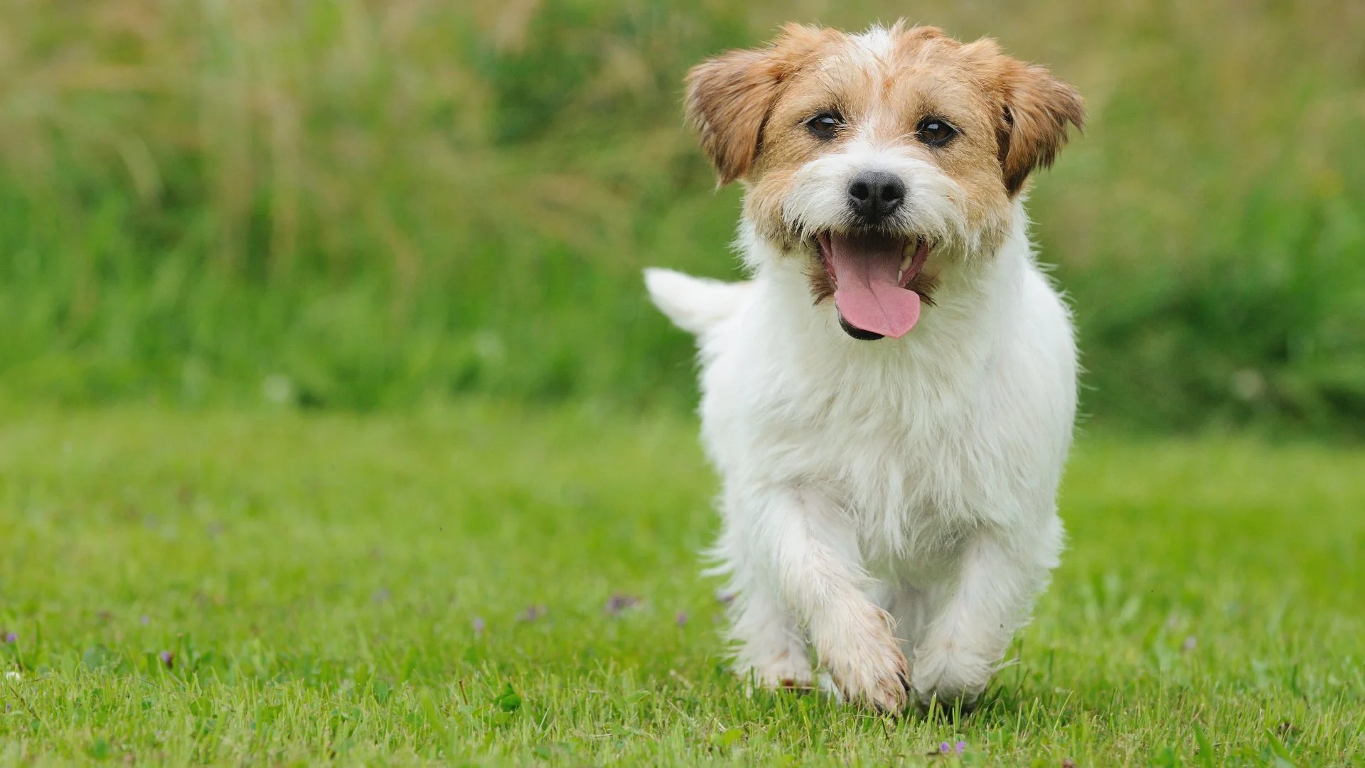 How Long Should You Wait To Let Your Pets Outside After a Fertilizer Treatment?