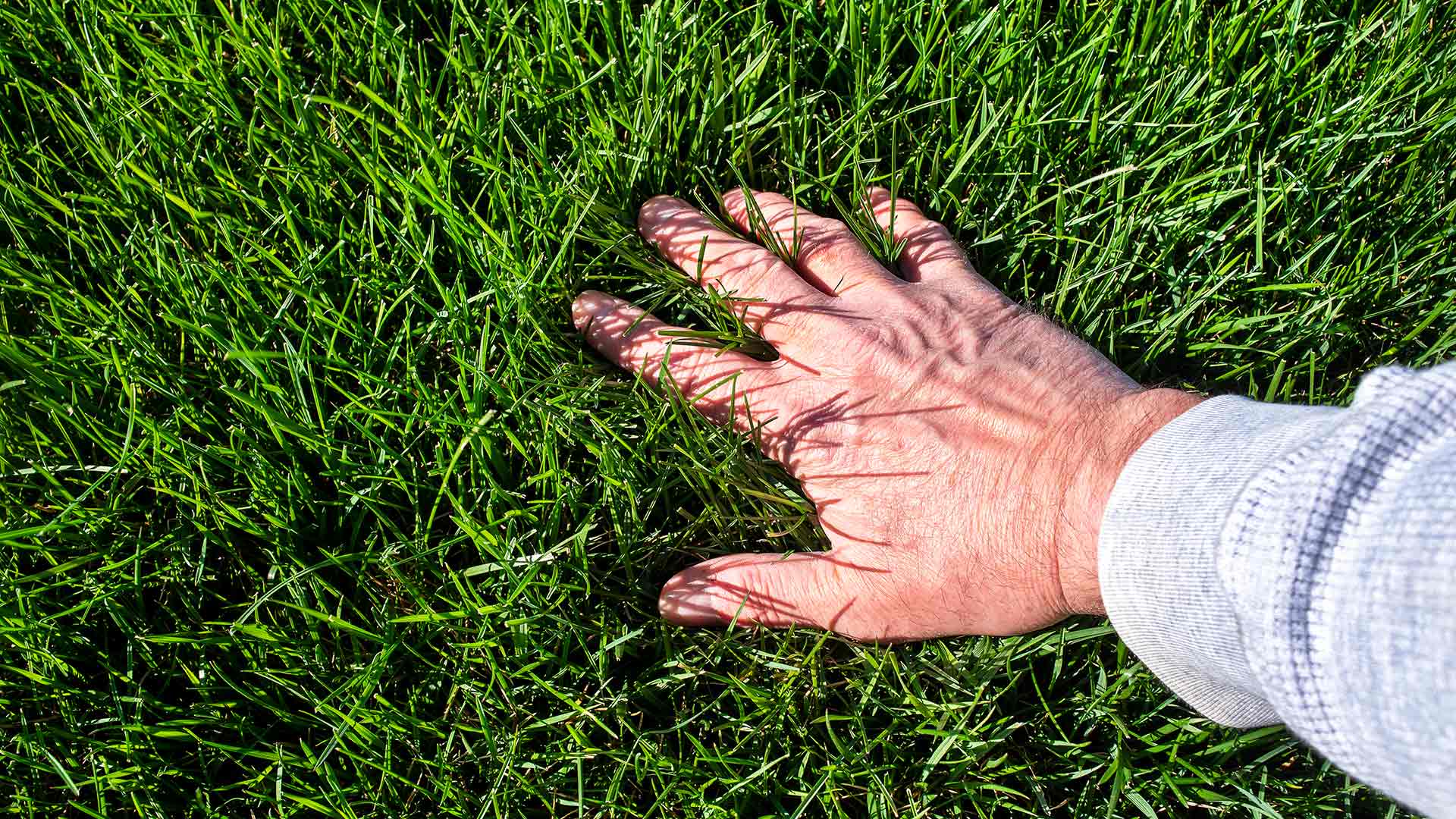 Fertilized lawn being touch by a homeowner's hand in Northlake, TX.