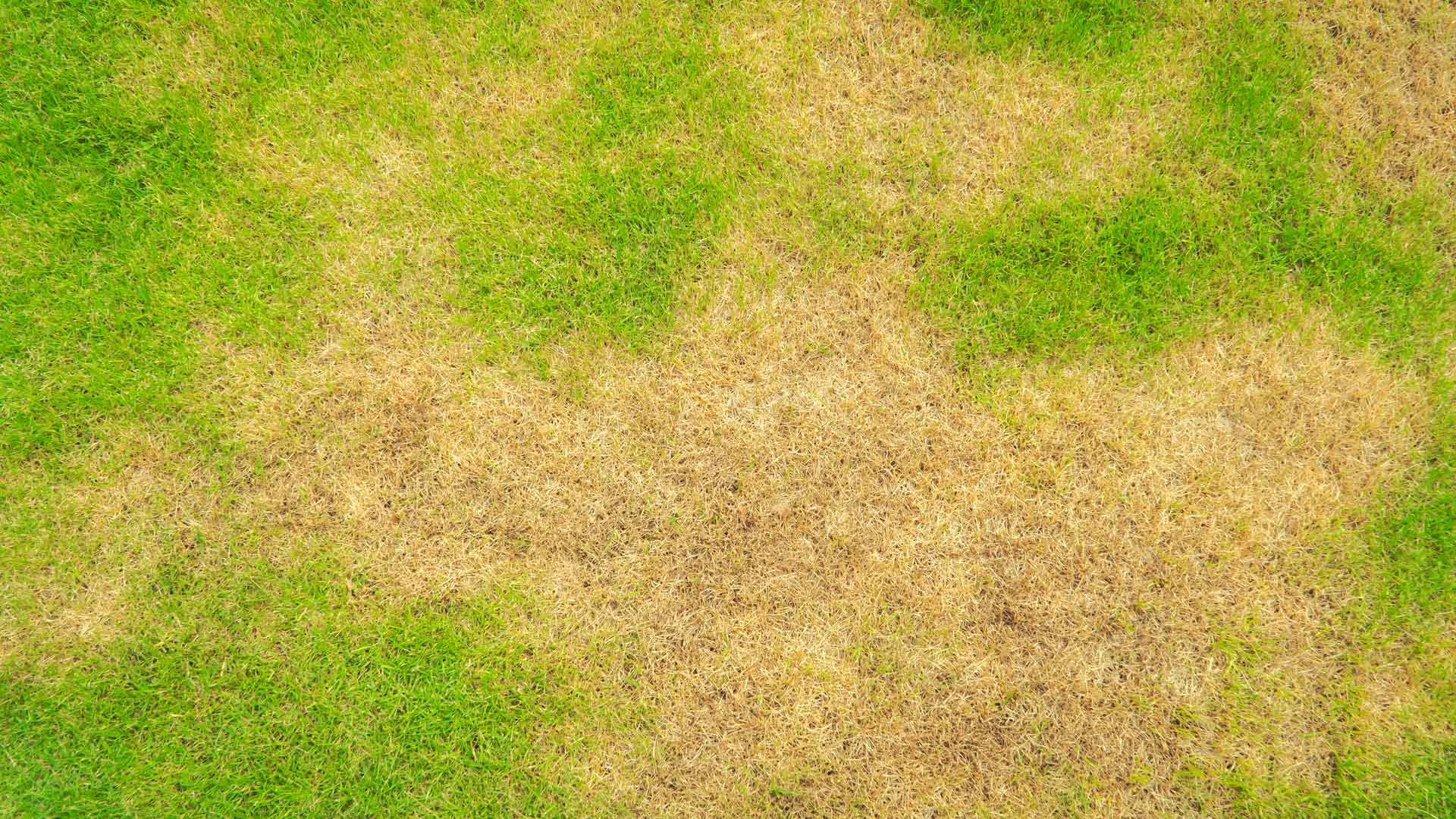 Brown patches in a disease lawn in Argyle, TX.