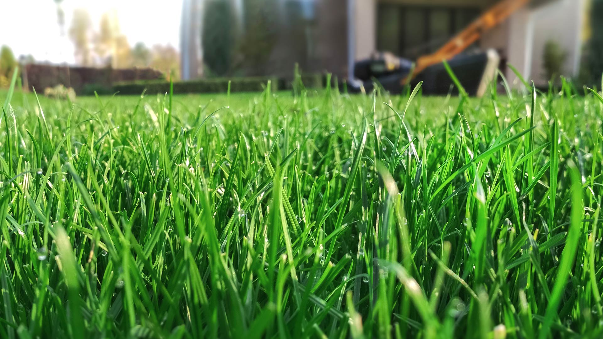 Vibrant lawn with healthy grass blades in Argyle, TX.