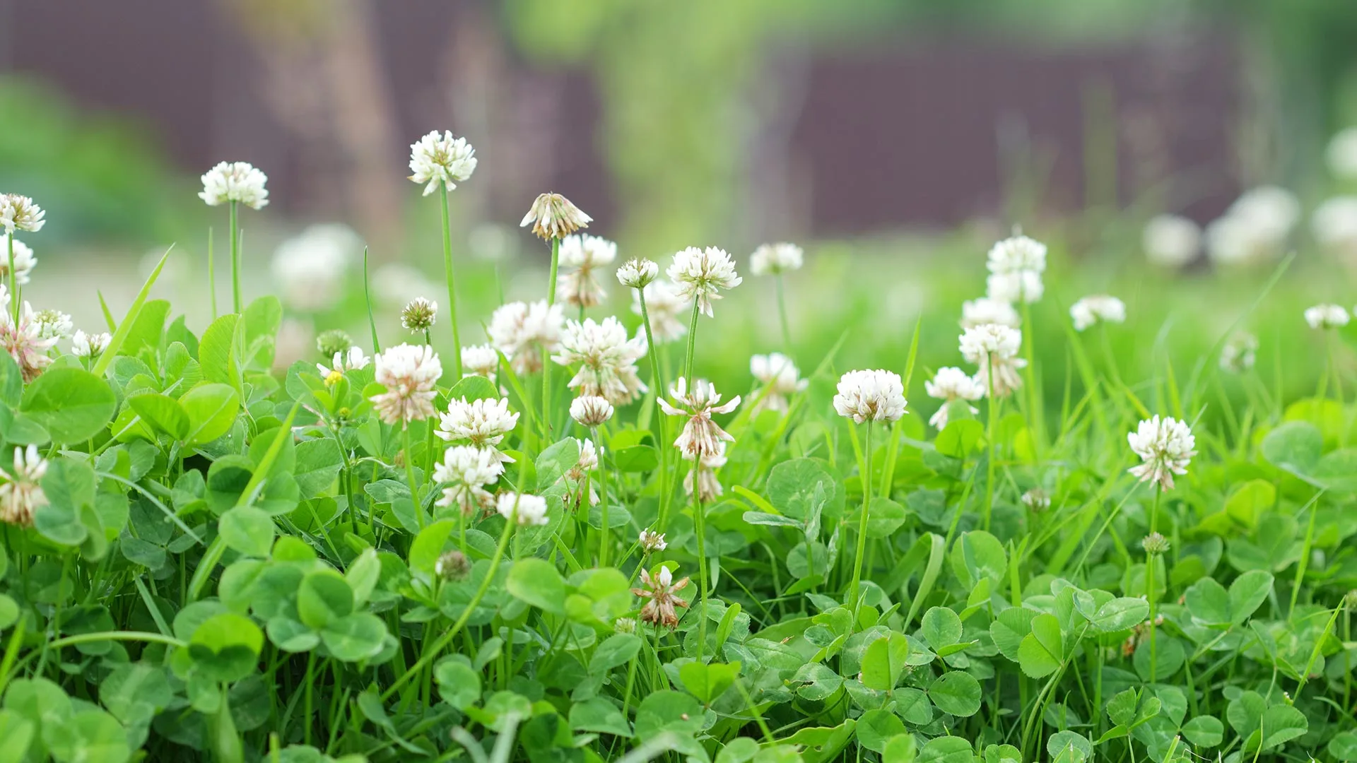 White clover weeds grown throughout a lawn in Northlake, TX.
