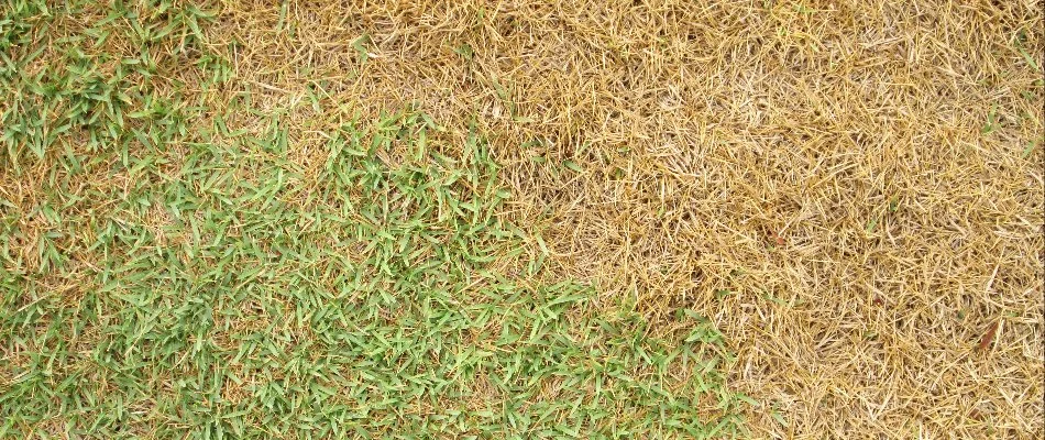 Browning grass due to summer stress by a potential client's home in Argyle, TX.