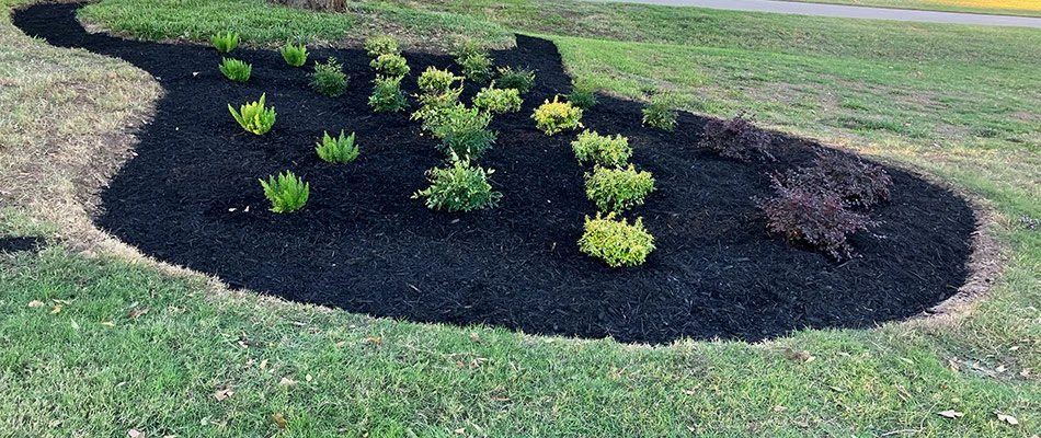 Black mulch with plantings installed for a home in Argyle, TX.