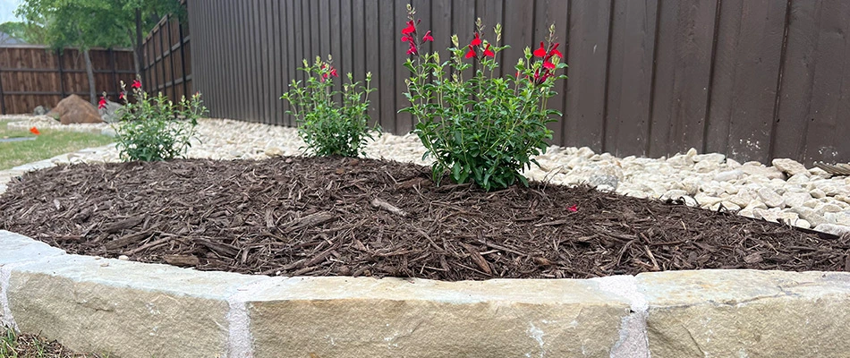 Brown mulch added to a landscape bed in Northlake, TX.