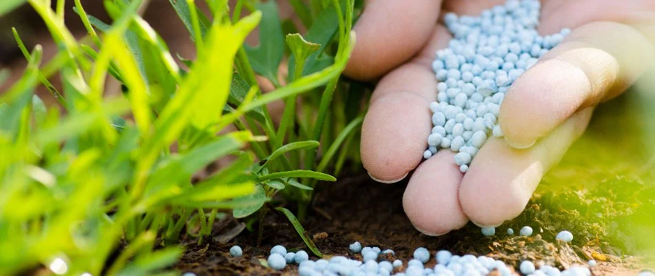 Is Liquid or Granular Fertilizer Better for Your Lawn in Texas?