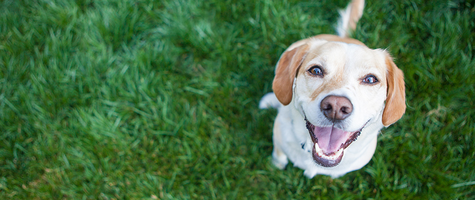 A homeowner's dog happily sitting on a safely pet-friendly treated lawn in Northlake, TX.