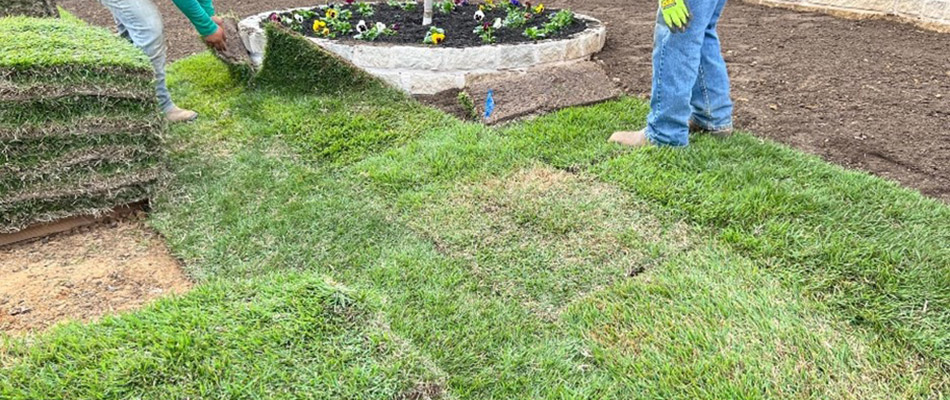 Sod being installed by professionals in Argyle, TX.