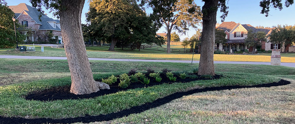 Mulching added around trees and plantings in a landscape bed in Denton, TX.