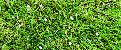 Granular lawn fertilizer.