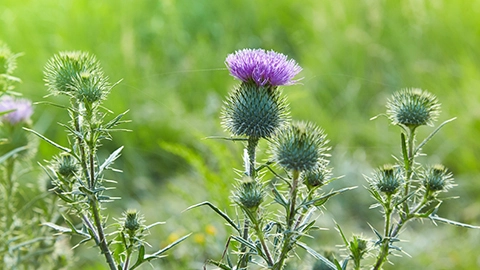 Thistle Weeds.
