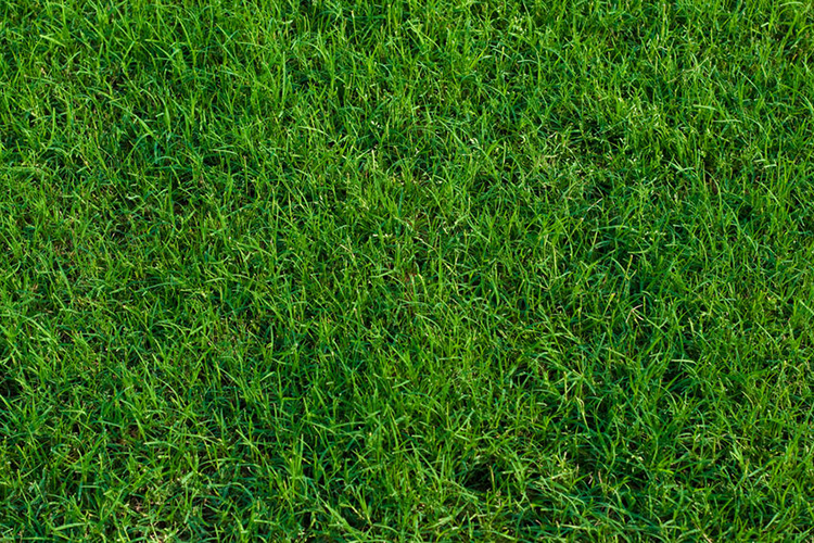 Bermuda Grass.