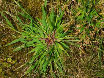 When to Apply Pre-Emergent for Crabgrass