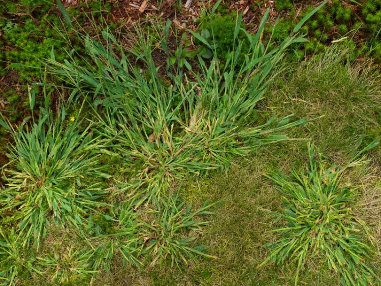 How to Kill Weeds Without Killing Grass