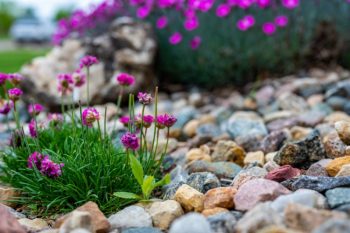 Flowerbed with rocks.
