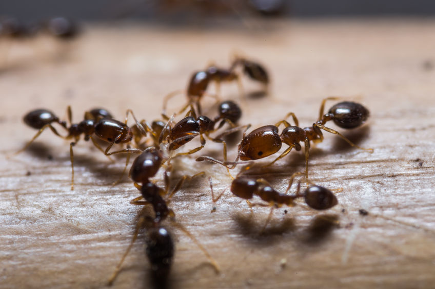 How to Get Rid of Fire Ants in Yard