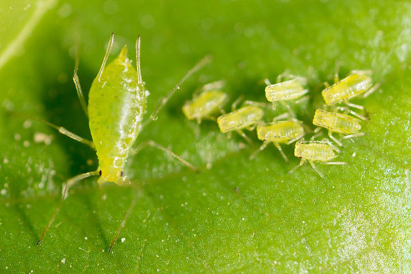 Green Aphids.
