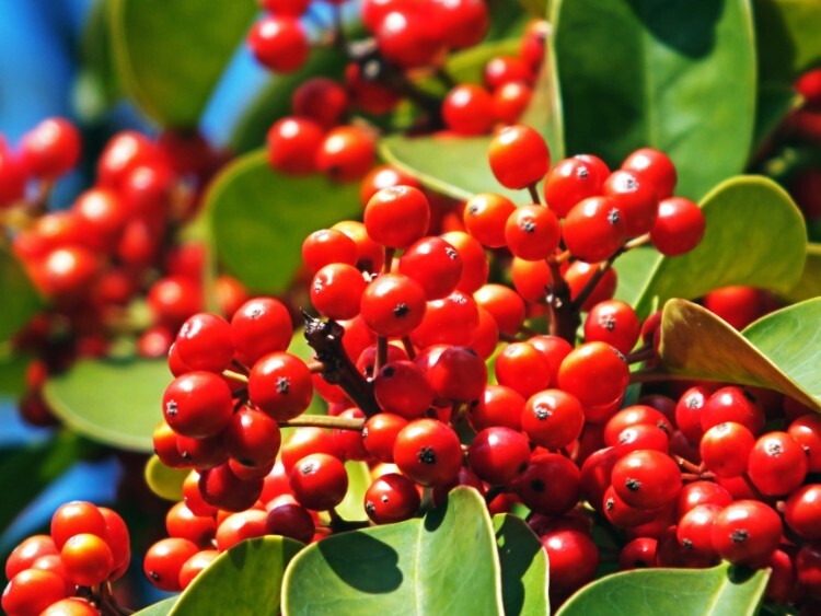 Holly shrub with berries.