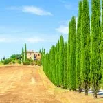 Italian Cypress Evergreens.