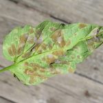 Leaf spot disease.