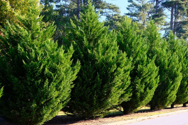What Evergreen Trees Grow Fast?