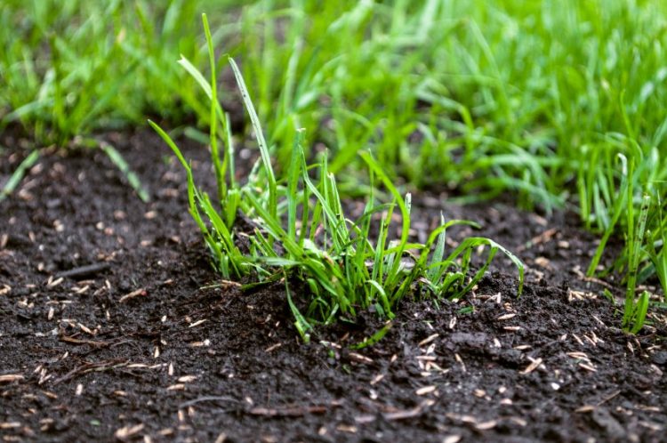Will Pre-emergent Kill Grass Seed?