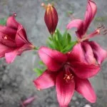 Oxblood Lily perennial.