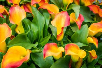 Red and yellow calla lillies.