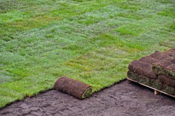 Rolled sod.