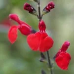 Salvia Greggii Perennial.