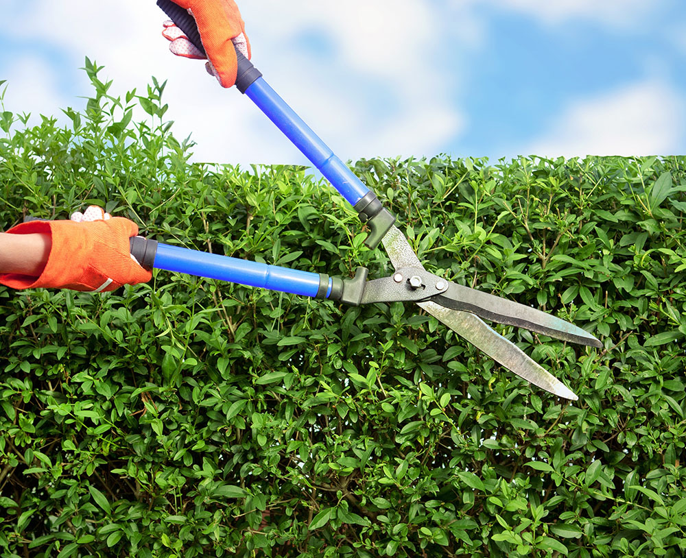 How Often Do Bushes Need To Be Trimmed?
