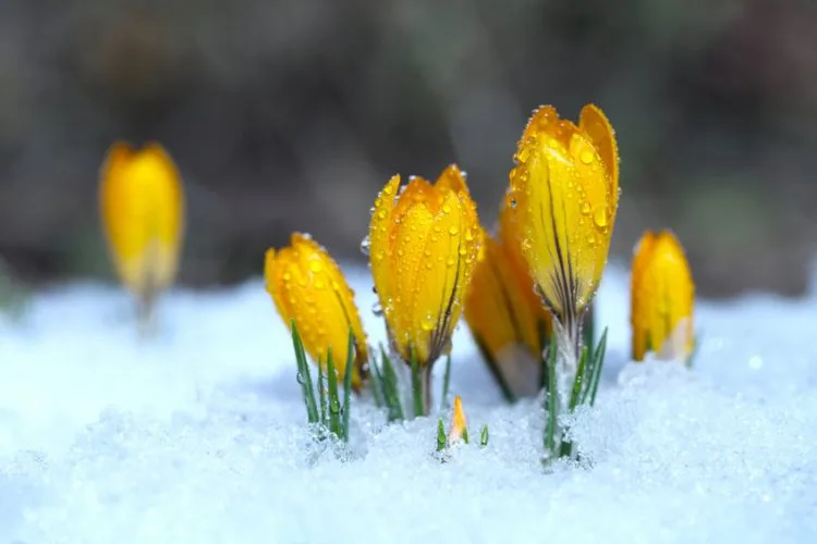 How to Winter-Proof Your Landscape