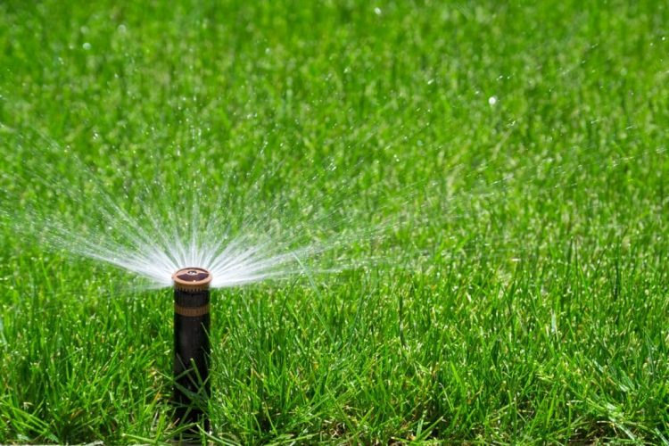 How Often to Water Lawn