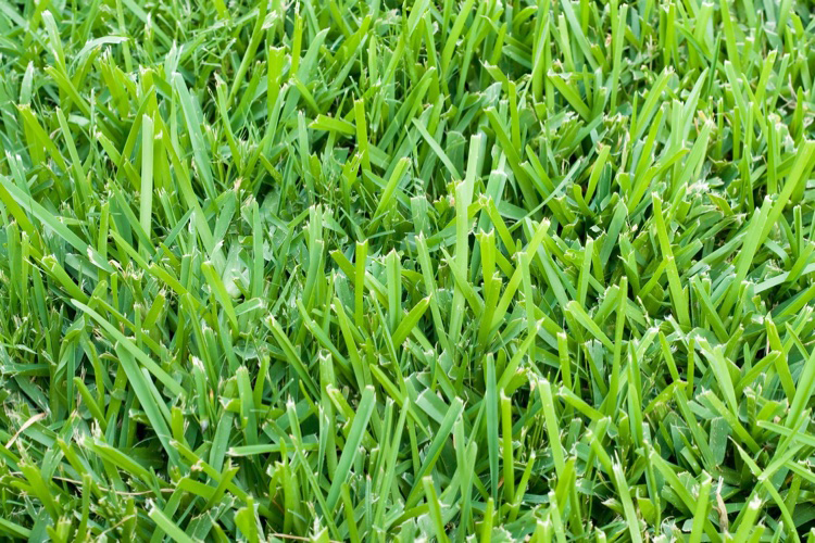 Best 3 Grass Types for North Texas Heat