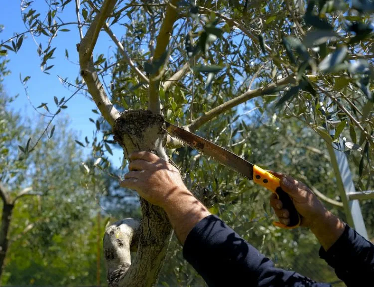 How Often Should You Prune Trees?