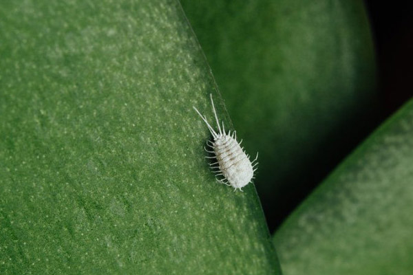 White aphid Mealybug.