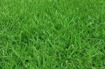 Zoysia Grass.